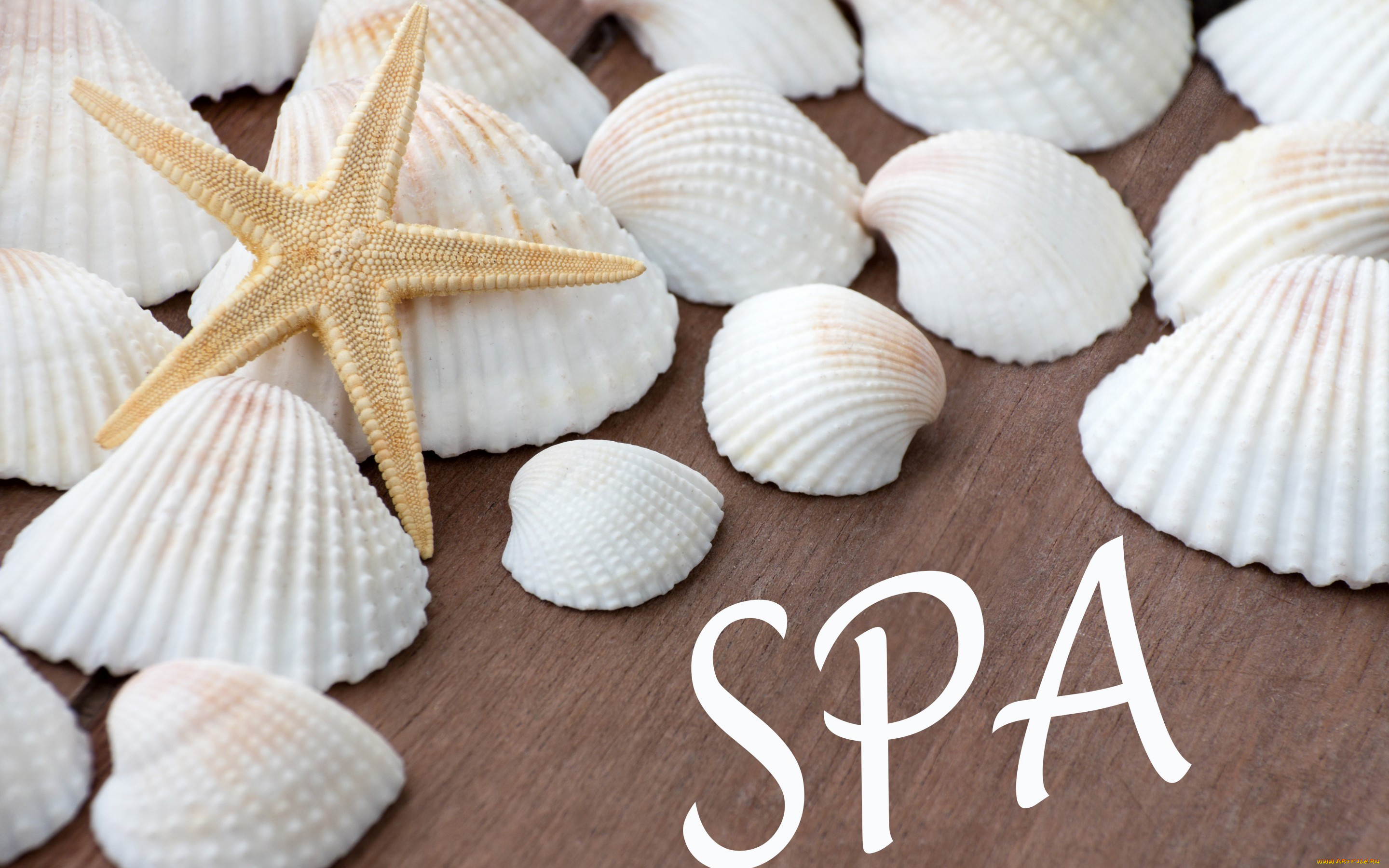 , ,  ,    spa-, starfish, seashells, relax, wellness, still, life, spa